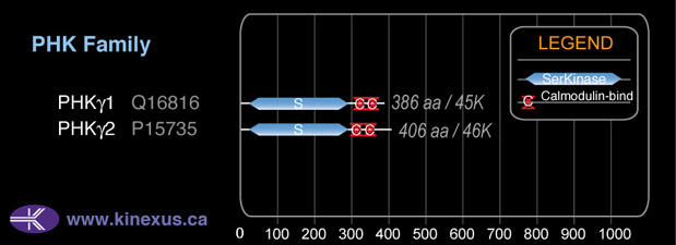 subfamily domain