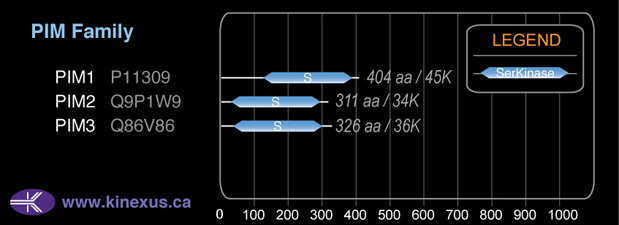 subfamily domain