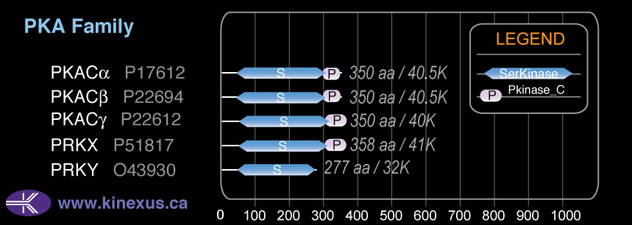 subfamily domain