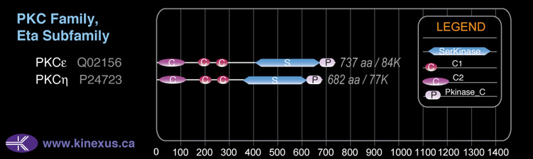 subfamily domain