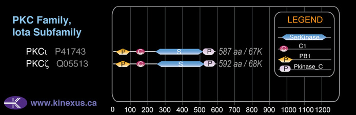 subfamily domain