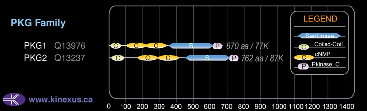 subfamily domain