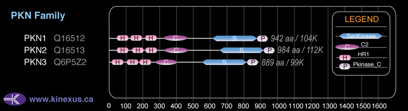 subfamily domain