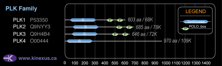 subfamily domain