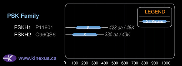 subfamily domain