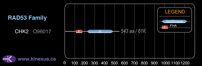 subfamily domain