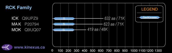 subfamily domain