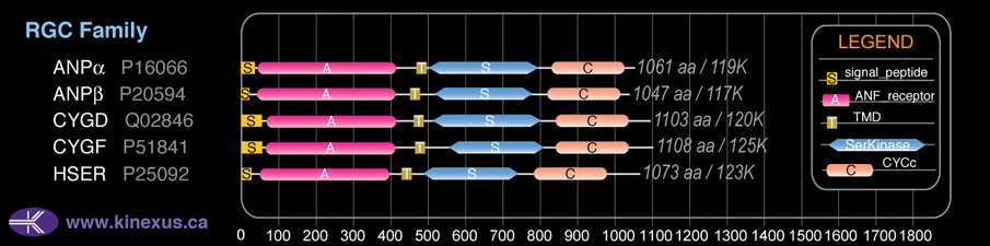 subfamily domain