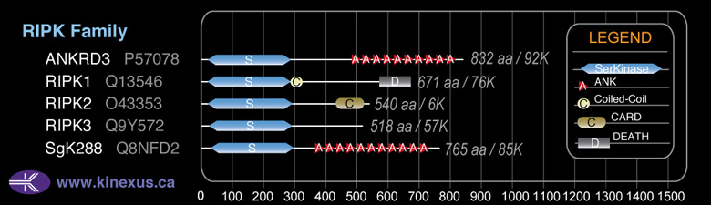 subfamily domain