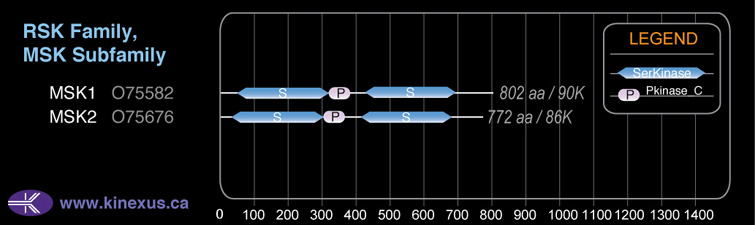 subfamily domain