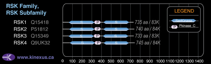 subfamily domain