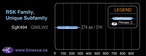 subfamily domain