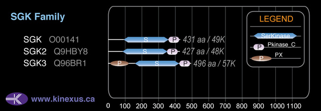 subfamily domain