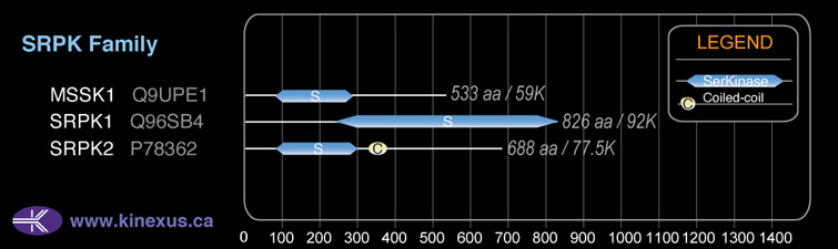 subfamily domain