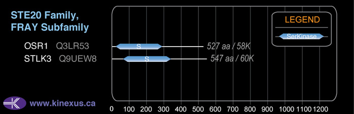 subfamily domain