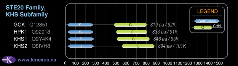 subfamily domain