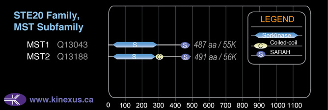 subfamily domain