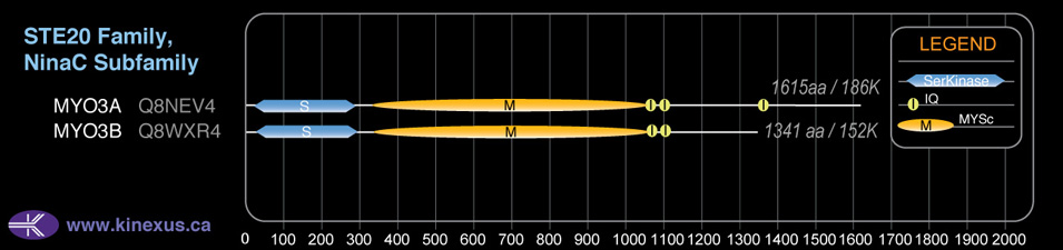 subfamily domain