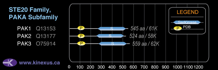 subfamily domain