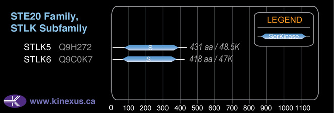 subfamily domain