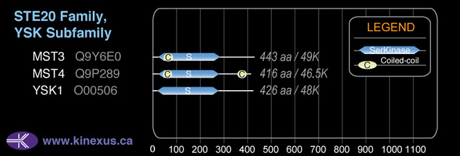 subfamily domain