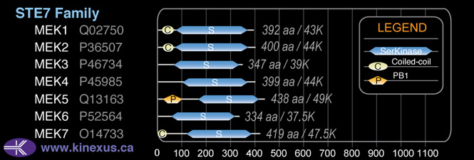 subfamily domain