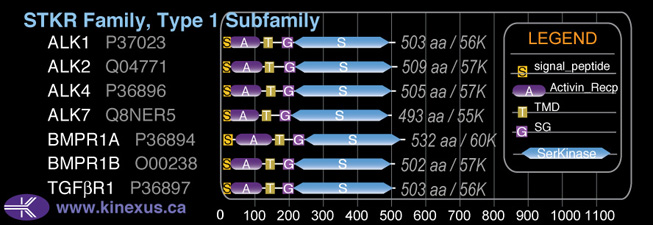 subfamily domain