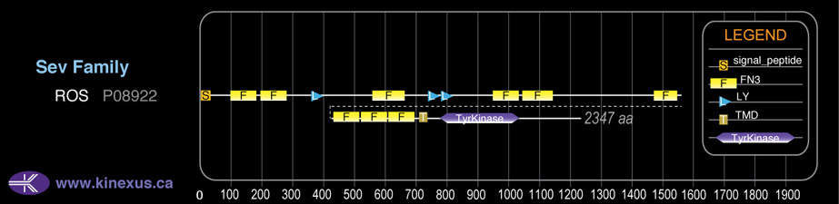 subfamily domain