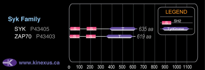 subfamily domain