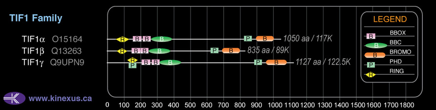 subfamily domain