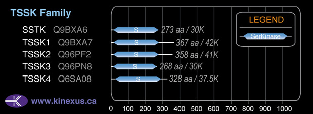 subfamily domain