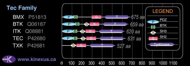 subfamily domain