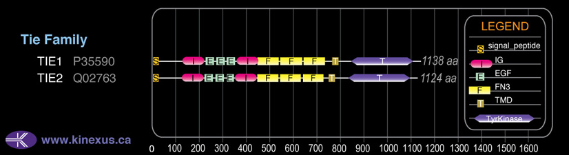 subfamily domain