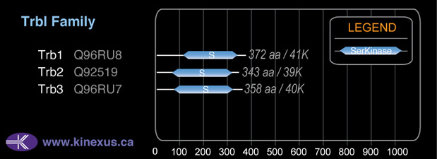 subfamily domain