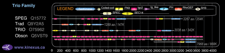 subfamily domain