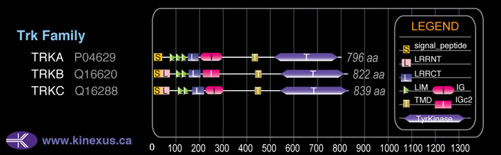 subfamily domain