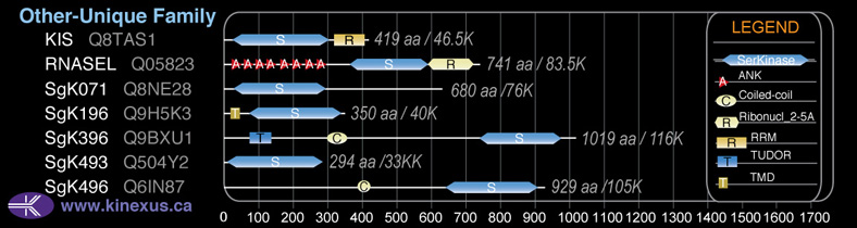 subfamily domain