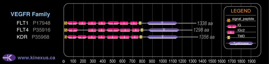 subfamily domain