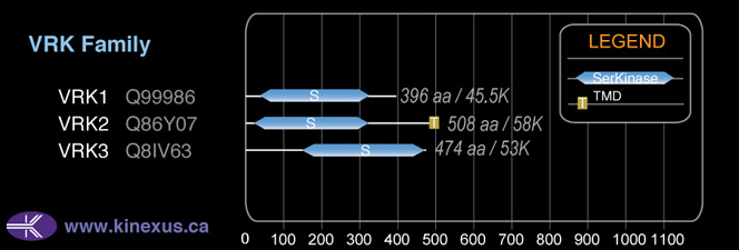 subfamily domain