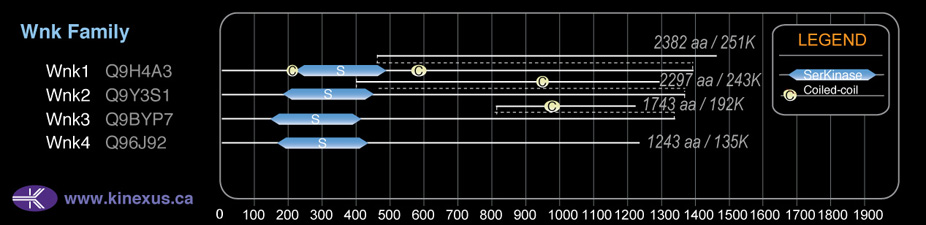 subfamily domain