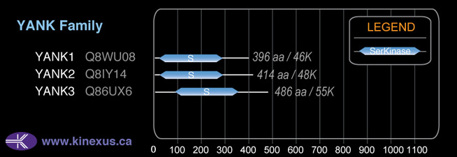 subfamily domain